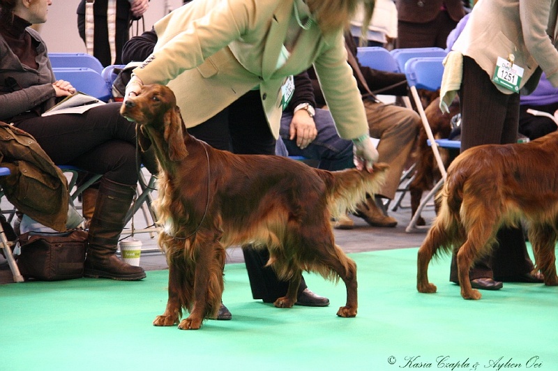 Crufts2011 168.jpg